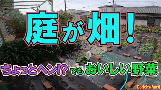 #21 地面を植木鉢の様に！水＆養分を自動化！耕すを省力化！農薬ナシ！おススメ野菜！キュウリ300本超！初心者におススメ品種！