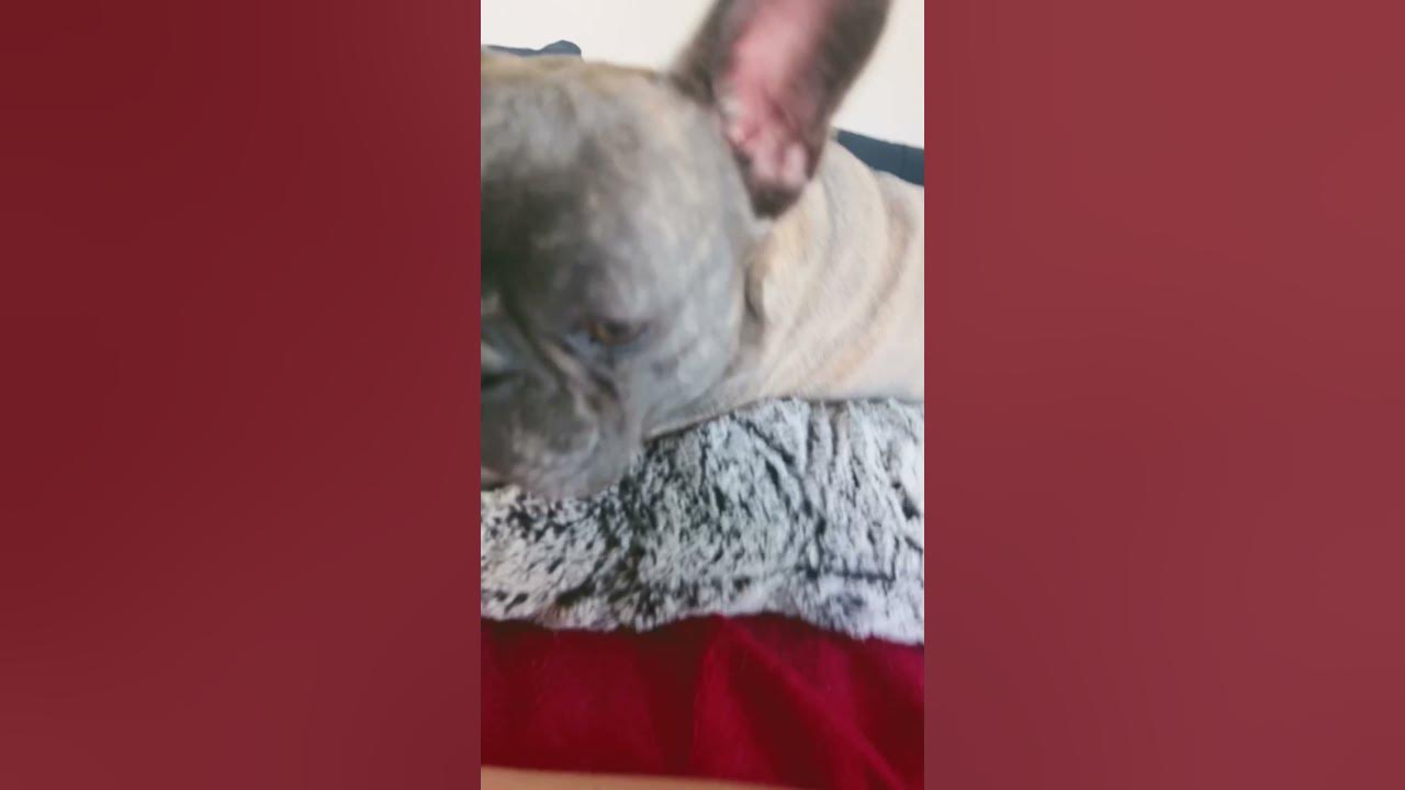 Will my dog make me famous YouTube