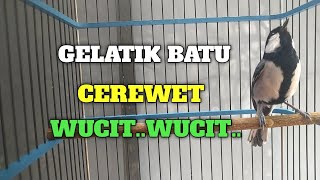 MASTERAN GELATIK BATU WUCIT WUCIT RAPET