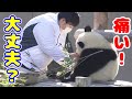 楓浜に緊急事態発生か？😨ナカ飼育員がめっちゃ心配してた😍