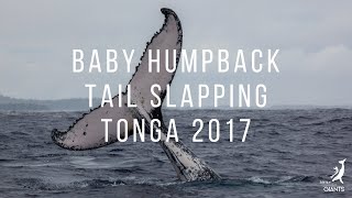 Baby Humpback Whale Tail Slapping | Tonga