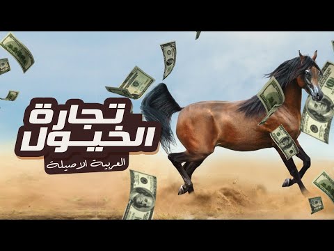 تجارة الخيول العربية الاصيلة 
