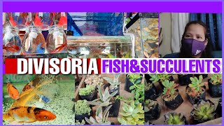 MURANG BILIHAN NG HALAMAN AT ISDA SA DIVISORIA |VLOG 29|TATHESSTV|