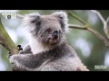 Koala Keeper talk from Healesville Sanctuary