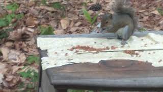 stealth Cardinal after squirrel's lunch by Robin Shumate Art 2 views 8 days ago 1 minute, 43 seconds