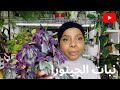كيف الرعاية والاهتمام بنبات الجينورا نباتات داخلية نباتات منزلية كيف الرعاية والاهتمام بنبات الجينورا نباتات داخلية نباتات منزلية