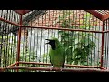Cucak Ijo Ngentrok Bongkar Isian Mewah Cocok Jadi Pancingan Dan Masteran Mp3 - Mp4 Download