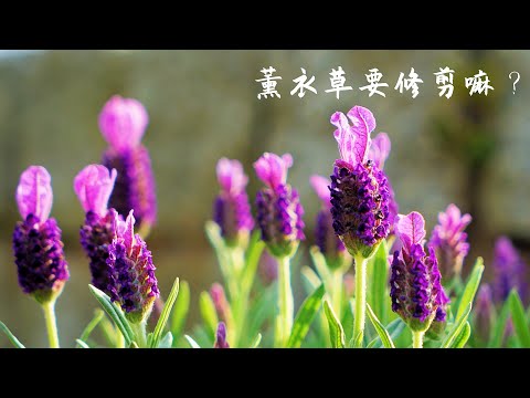 薰衣草修剪有讲究,如何修剪薰衣草？/ How to trim lavender?