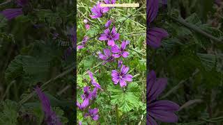 Common Mallow歐錦葵/錦葵花語:柔和之愛、恩惠與適應力 #flowers #flowerspotting #foryou #nature