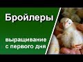 Бройлер с первого дня