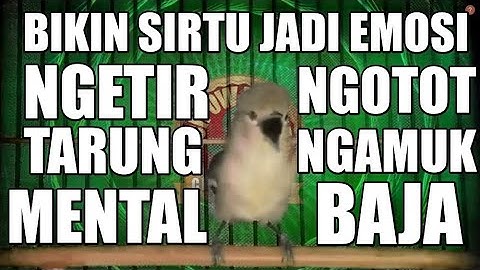 Pancingan Cipoh Sirtu Naik Emosi Meriwit Ngetir Birahi Gacor Ngotot Tarung Mental Baja