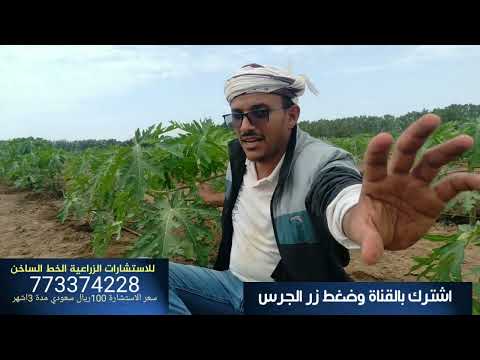 عمر ازهار وخطوات زراعة شجرة الباباي باالتفصيل اليمن