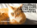 Pourquoi votre chat ptrit avec ses pattes  