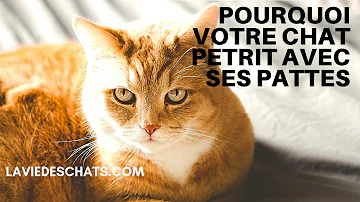 Pourquoi mon chat Patoune et ronronne ?