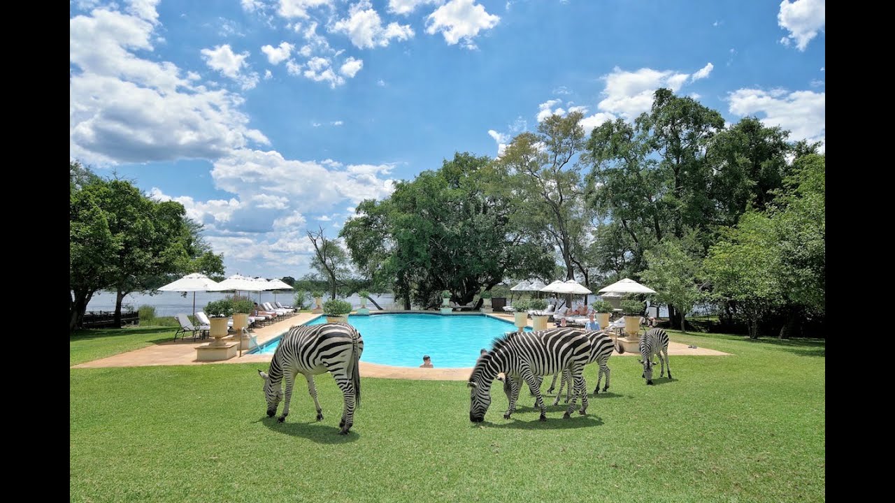 Zebra Frenzy In Royal Livingstone Hotel Zambia