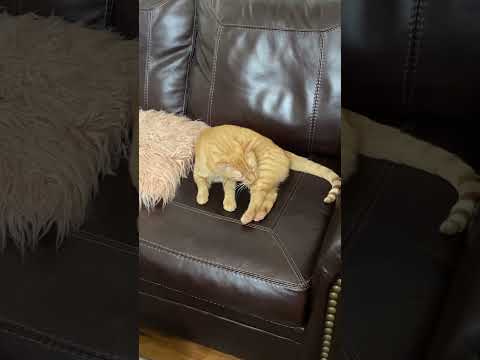 Cat Petlover Funnycats Cutecat