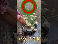 【裏ワザ】乾ききった植物の水やり　たとえばマーガレット