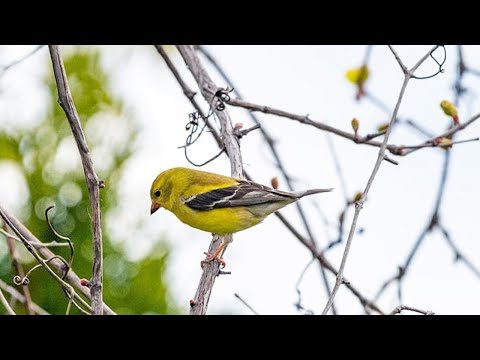 Video: Gần Gũi Với Thiên Nhiên Hơn