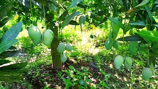 নওগাঁ জেলার বিক্ষ্যাত সাপাহার এর আম বাগান Sapahar's mango orchard in Naogaon district#naogaon #mango
