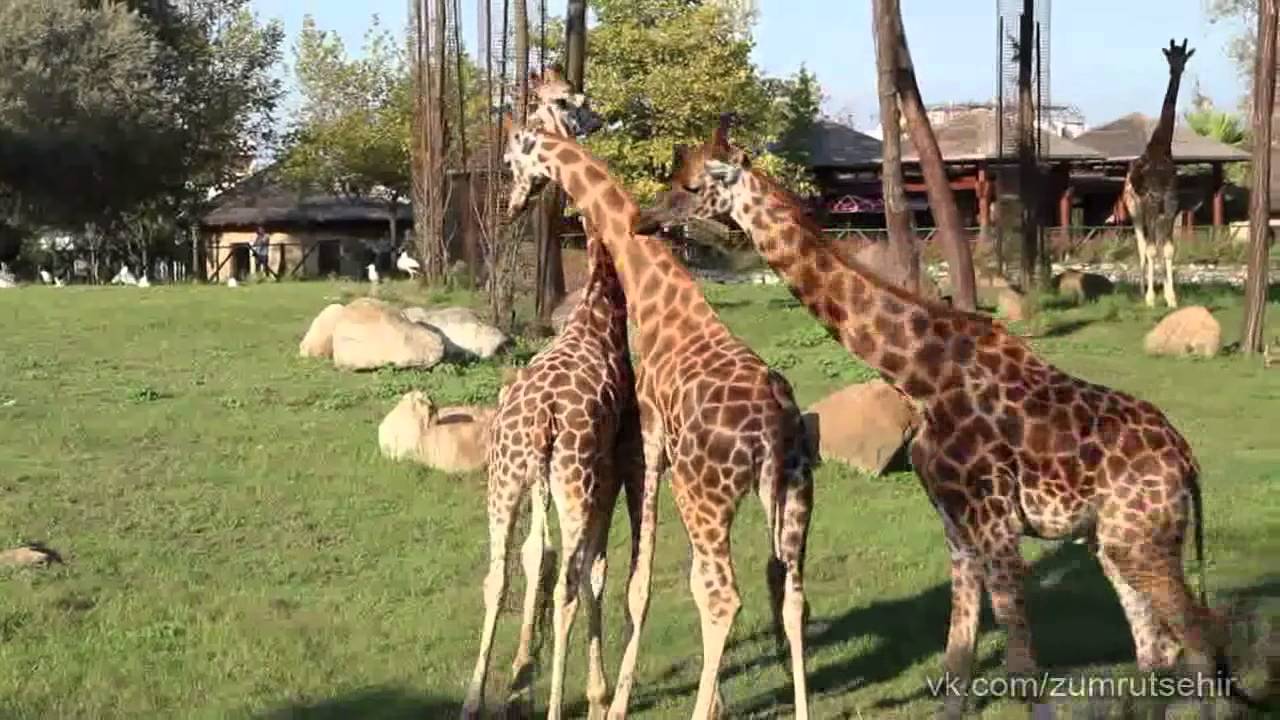 Турция - Бурса - Зоопарк - Жирафы - YouTube