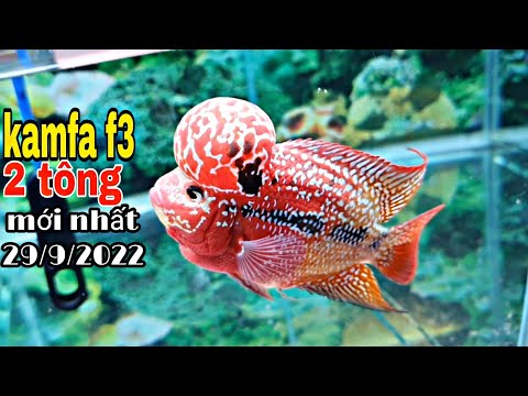 Video LÊN BẦY LA HÁN KAMFA 2 TÔNG MỚI NHẤT 29/9/2022 - youtube