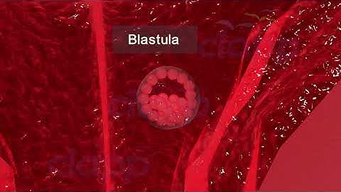 cleavage and implantation