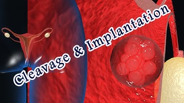 cleavage and implantation