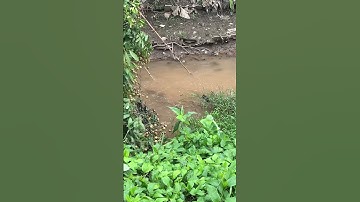 Kích cá rô phi đỉnh nhất #trending #shorts #shortvideo #kichca #fishing