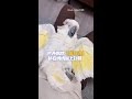 【太享受惹～】巴丹鸚鵡討摸舒服到「手開腳開」！曬出蓬鬆鳥肚變呆萌大白雞 #Shorts thumbnail