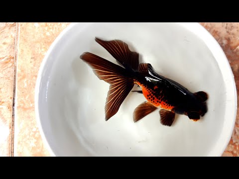 penyebab-burayak-ikan-mas-koki-mati-atau-hilang-/-why-baby-goldfish-is-dead-or-gone.