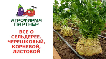ВСЕ О СЕЛЬДЕРЕЕ. ЧЕРЕШКОВЫЙ, КОРНЕВОЙ, ЛИСТОВОЙ