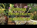 Теплица Dendrobium  moniliforme и не только.... МАСТЕР КЛАСС посадка орхидеи на камень.서운산난원.