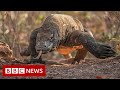 New video by BBC News on YouTube