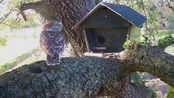 Vroege Vogels - Beleef de Lente