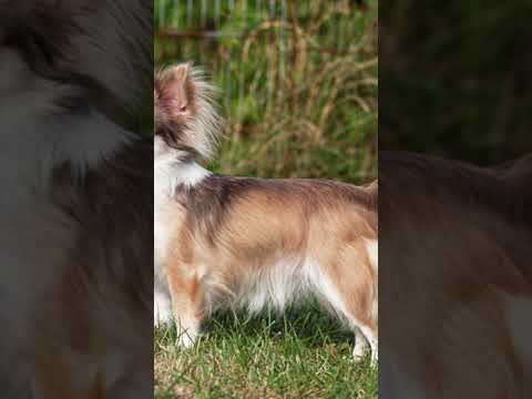 شيواوا اصغر انواع الكلاب في العالم حملة توصيل القناة 1000 مشترك