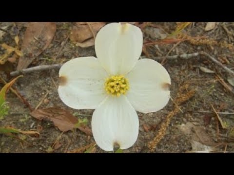 Videó: A Dogwood Hasznos Tulajdonságai. Mit Lehet Főzni Dogwooddal?