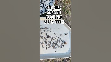 Hunting for Megalodon Teeth and other Fossilized Shark Teeth in Florida