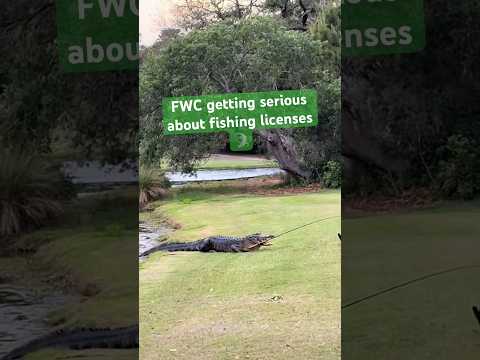 #gator #gators #fishing #fish #florida #floridaman #foryou #fyp #4lowphoto #youtubeshorts