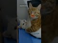 Meow meow funny   cat funny shorts funny catlover funnygali