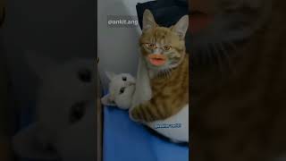 meow meow funny   cat funny short videos funny video #catlover #funnyvideo #gali screenshot 4