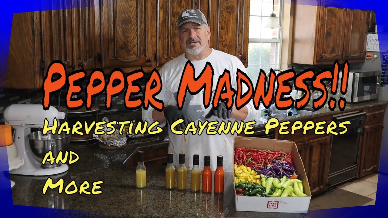 Cayenne Peppers - All About Them - Chili Pepper Madness