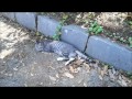 【神社と猫】熊本県：再び住吉神社へ(Catsu0026Shrine)