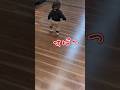 《1歳2ヶ月》買い物　靴にビックリ…何でここに?#日常#成長#子供#1歳児 #shortvideo#癒し#癒し#あかちゃんのいる生活#ショート#育児#short#shorts#赤ちゃん#親子#成長記録