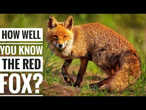 रेड फॉक्स || विवरण, लक्षण और तथ्य!