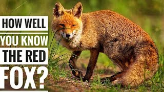Red Fox || Description, Characteristics and Facts!