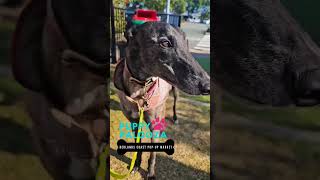 PuppyPalooza - a Redlands Coast Pup Up Market