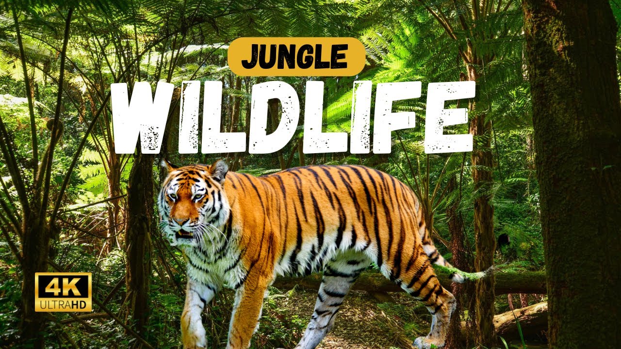 Nandanvan Jungle Safari Naya Raipur Tour Guide A to Z Information on