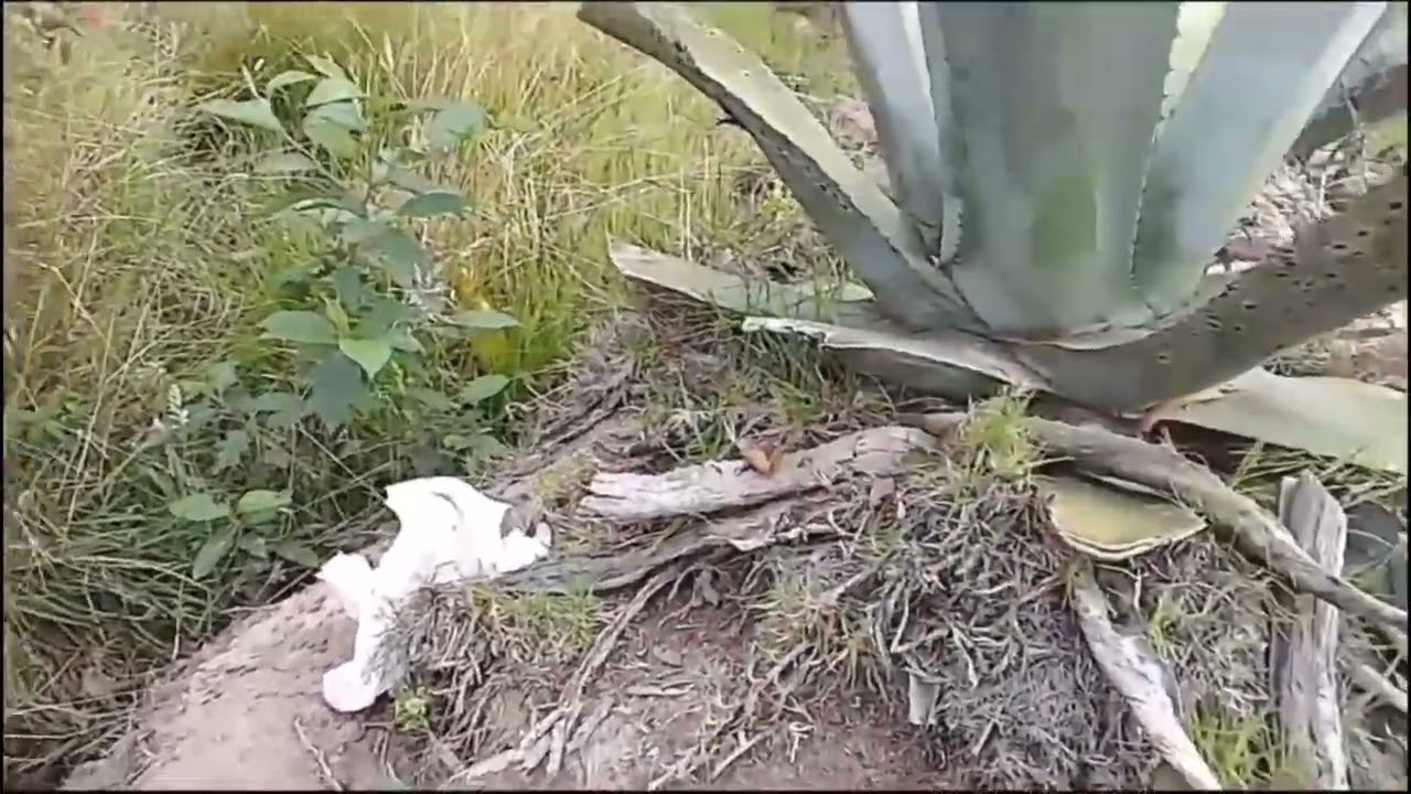 Recuerdos de todo un poquito 🇺🇸🇪🇨📻🥂🗽