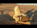 شرشمان الصحراء الجزائرية في وضعية لن تراها الا في الجزائر شرشمان الصحراء الجزائرية في وضعية لن تراها الا في الجزائر