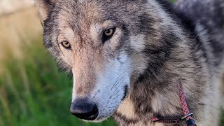 Miyax Lupine WolfDogs - Meet the Pack - Ash